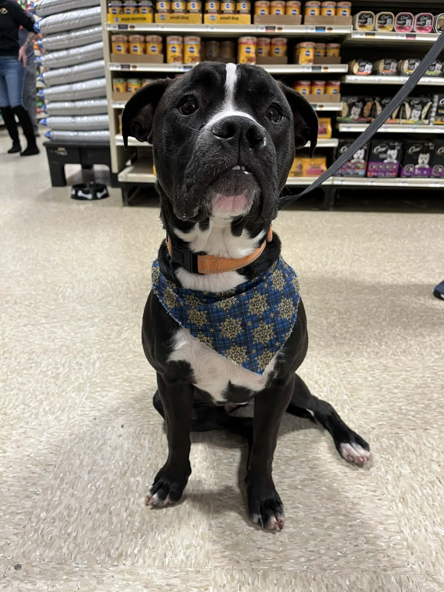 Miko, Adoptable, Young Male Boxer & Pit Bull Terrier.