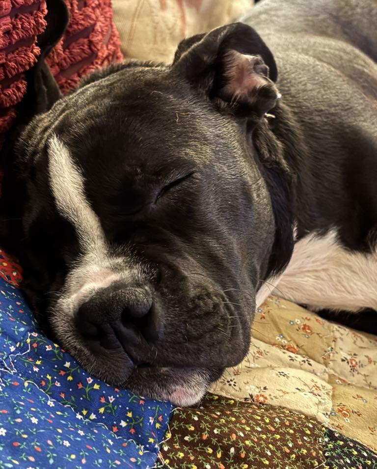 Miko, Adoptable, Young Male Pit Bull Terrier.