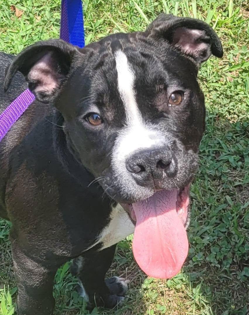 Enlarge Miko, a Adoptable Pit Bull Terrier in Spotsylvania, VA image 2/3