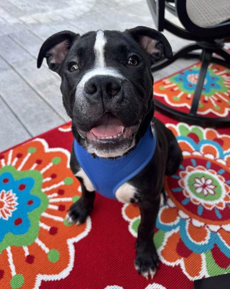 Enlarge Miko, a Adoptable Pit Bull Terrier in Spotsylvania, VA image 3/3