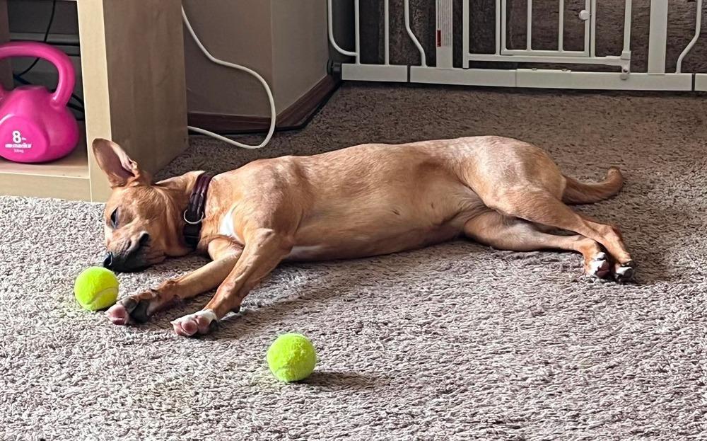 Zoey, a Adoptable mixed breed in Wausau, WI image 1/6