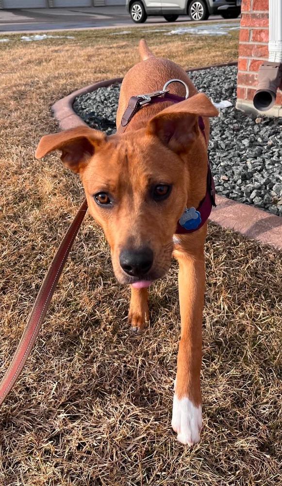 Zoey, a Adoptable mixed breed in Wausau, WI image 3/6