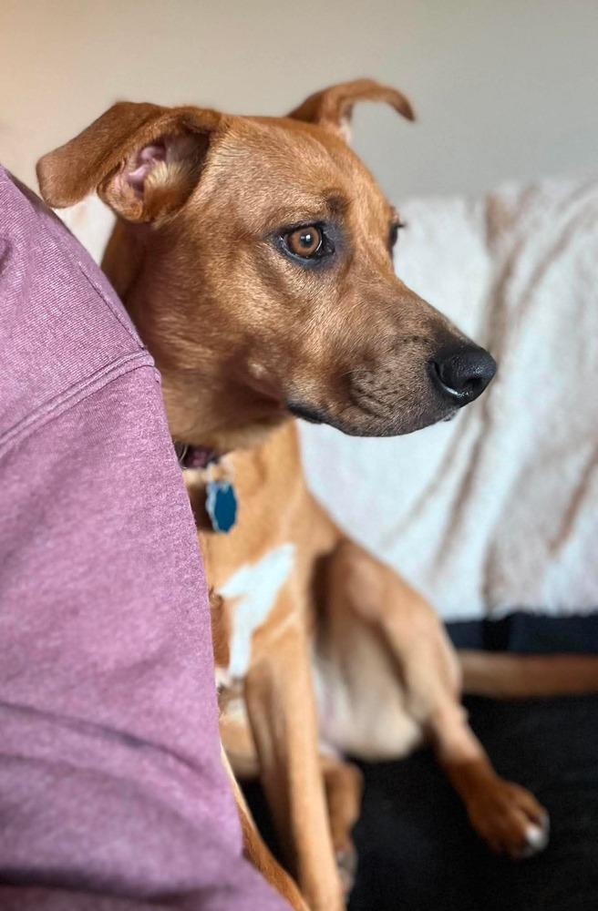 Zoey, a Adoptable mixed breed in Wausau, WI image 4/6