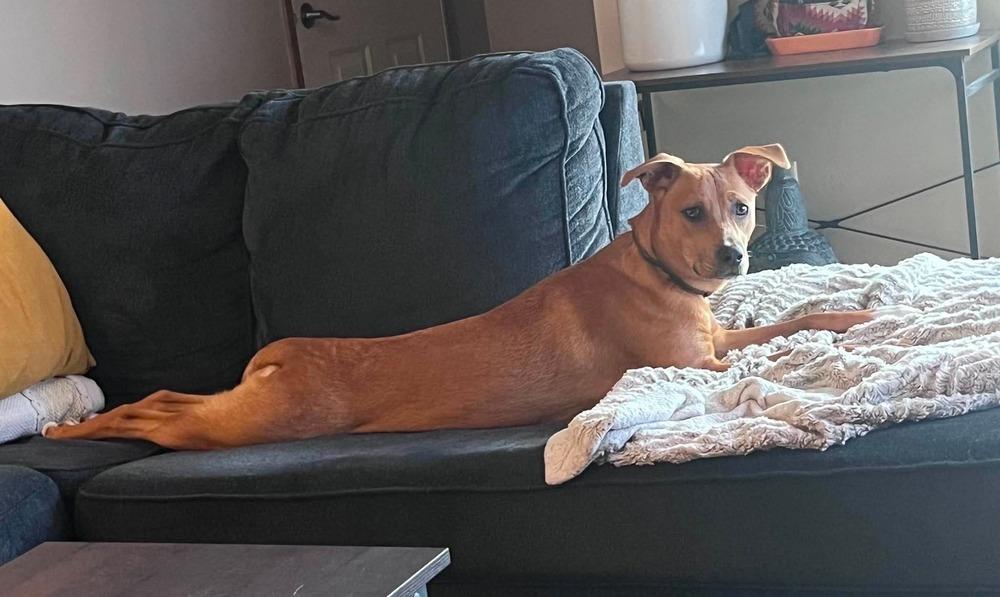 Zoey, a Adoptable mixed breed in Wausau, WI image 5/6