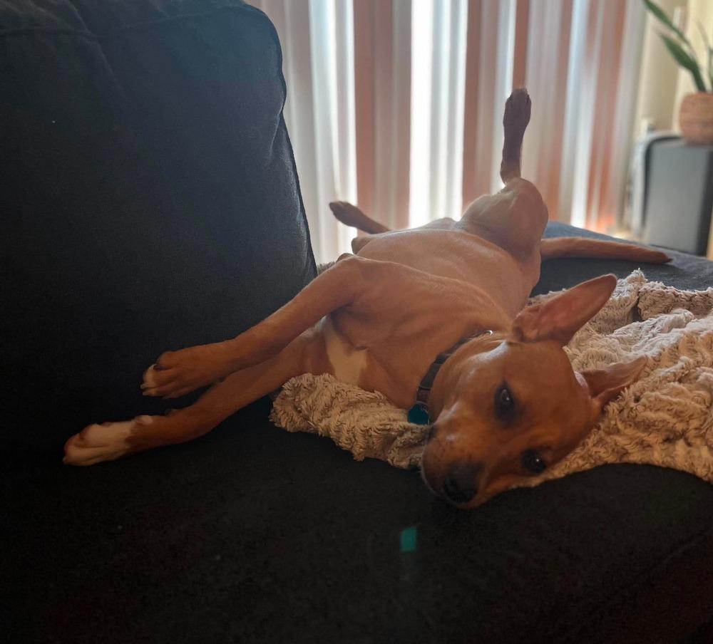 Zoey, a Adoptable mixed breed in Wausau, WI image 6/6