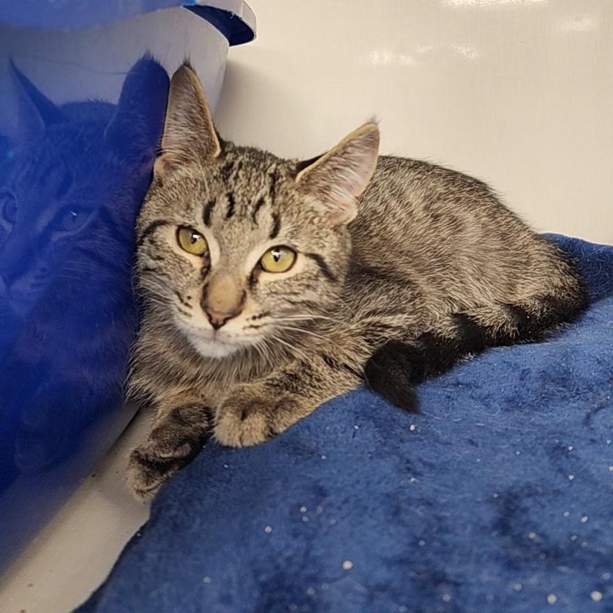 Milo — thumbnail 2