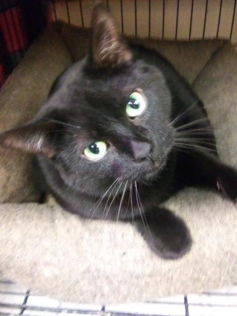 Enlarge Simba, a Adoptable mixed breed in Hot Springs, SD image 1/2