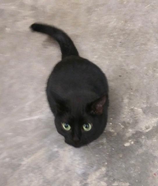 Enlarge Simba, a Adoptable mixed breed in Hot Springs, SD image 2/2