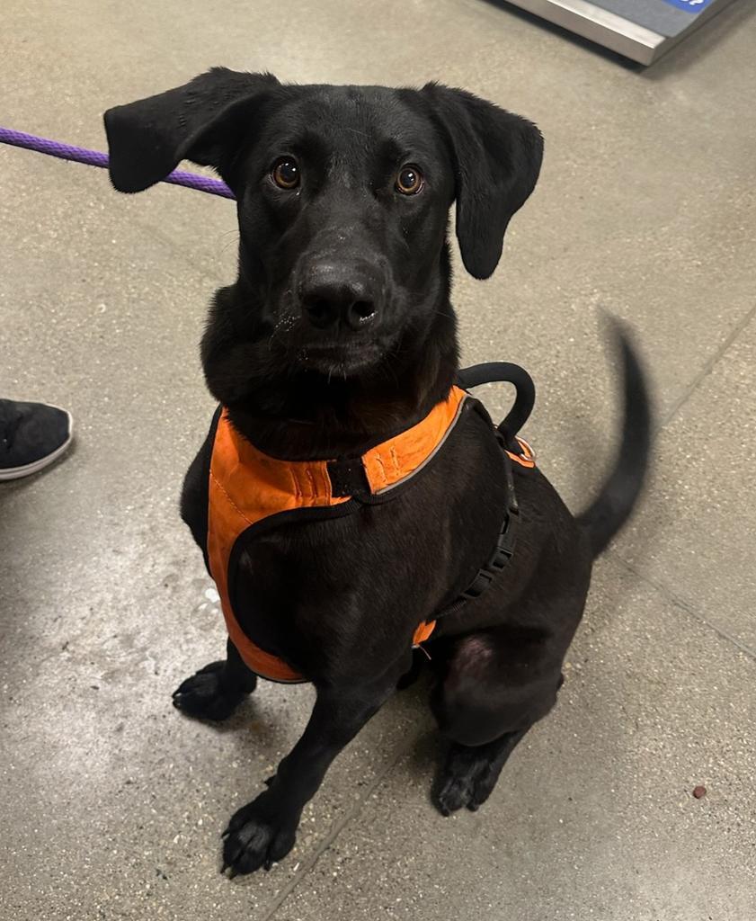 Enlarge Forrest, a Adoptable mixed breed in Greenfield, IN image 1/1