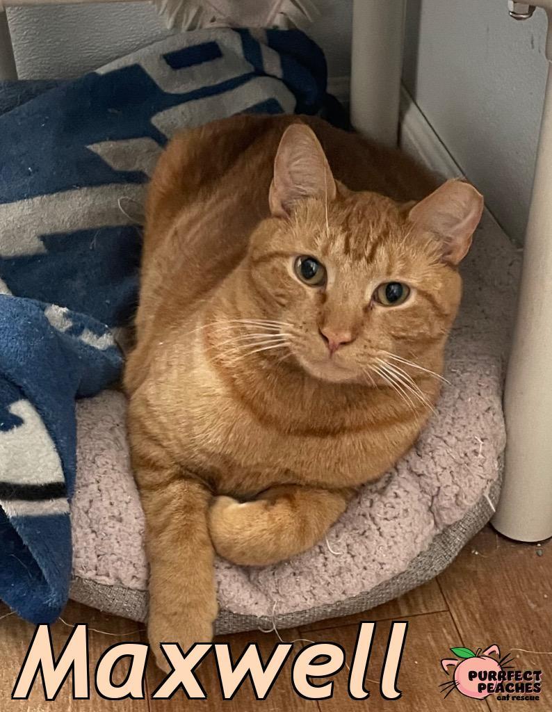 Maxwell, Adoptable, Young Male Domestic Short Hair.