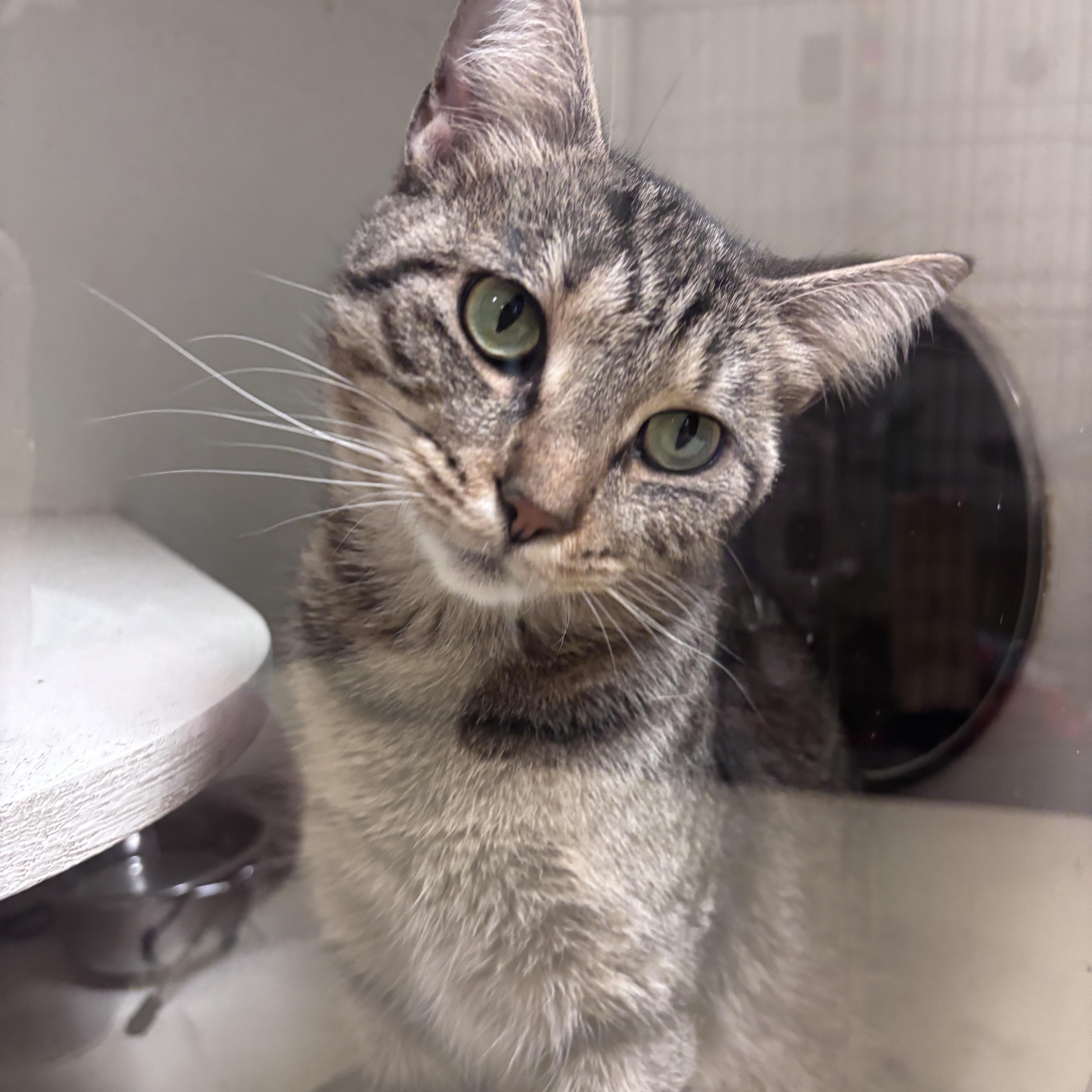 Catalie, Adoptable, Young Female Domestic Short Hair.