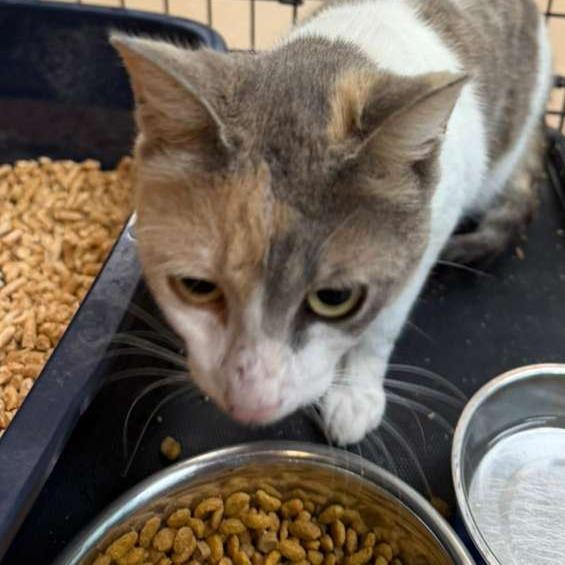 Arabella, Adoptable, Adult Female Domestic Short Hair.
