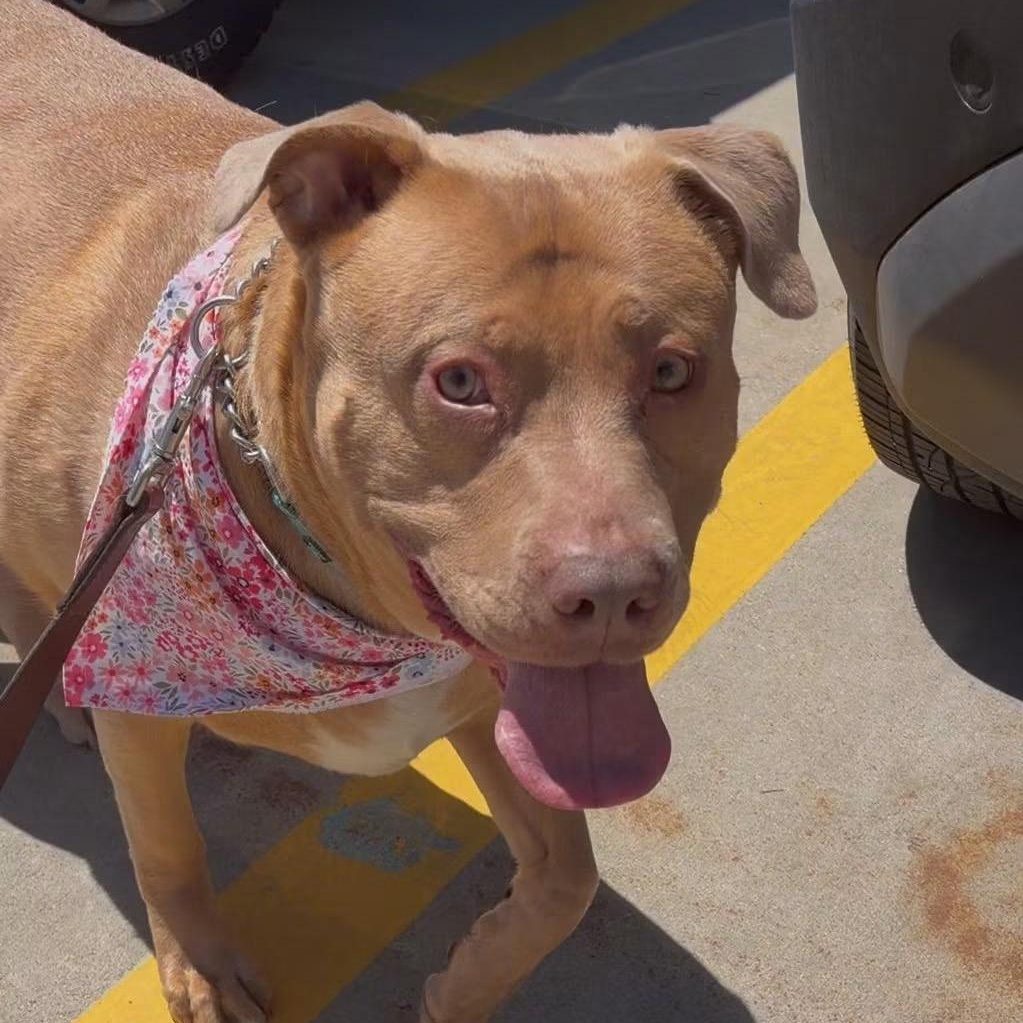 Cinnamon, a Adoptable mixed breed in Midland, MI image 2/4