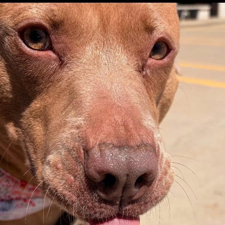 Cinnamon, a Adoptable mixed breed in Midland, MI image 4/4