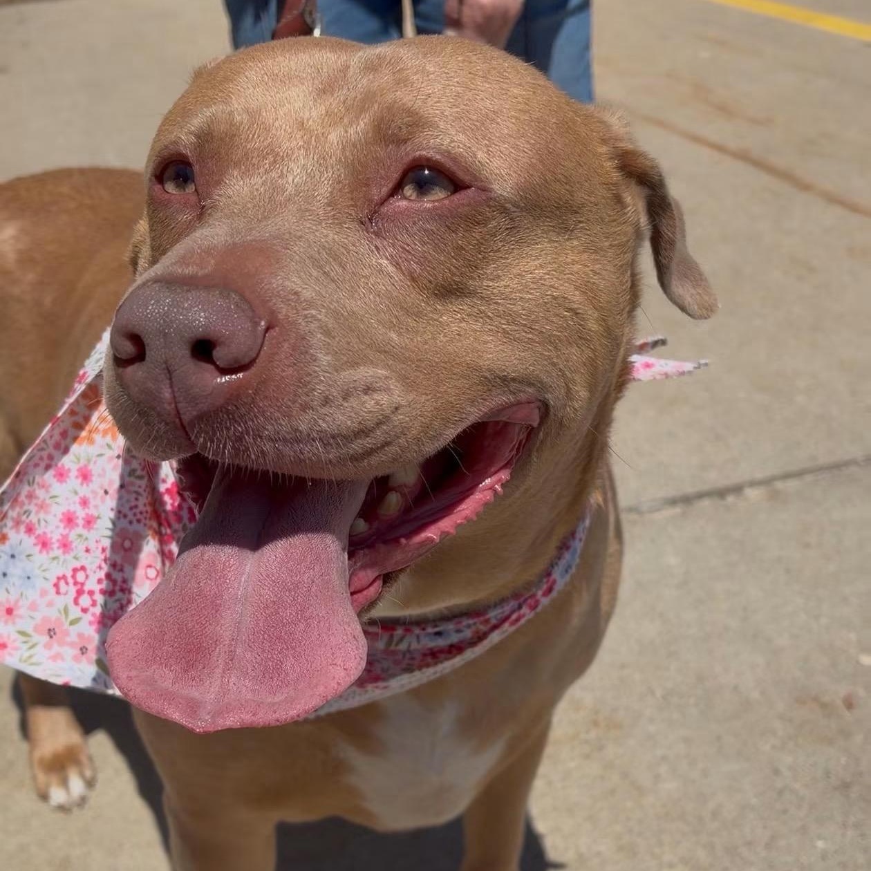 Cinnamon, Adoptable, Adult Female Pit Bull Terrier.