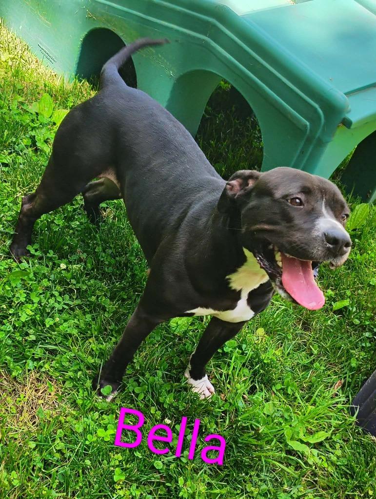 Bella, a Adoptable Pit Bull Terrier in Kendallville, IN image 1/5