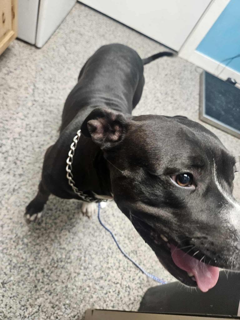 Bella, a Adoptable Pit Bull Terrier in Kendallville, IN image 3/4