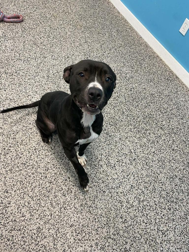 Bella, a Adoptable Pit Bull Terrier in Kendallville, IN image 4/4