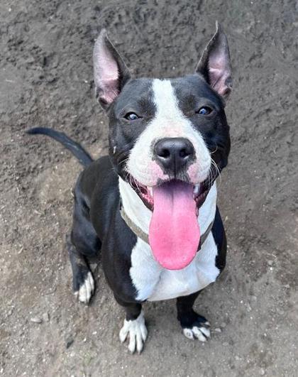 Enlarge Dopper, a Adoptable mixed breed in Savannah, GA image 1/3