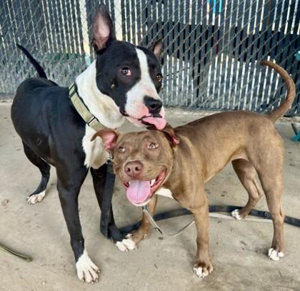 Enlarge Dopper, a Adoptable mixed breed in Savannah, GA image 2/3