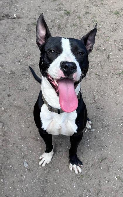 Enlarge Dopper, a Adoptable mixed breed in Savannah, GA image 2/3