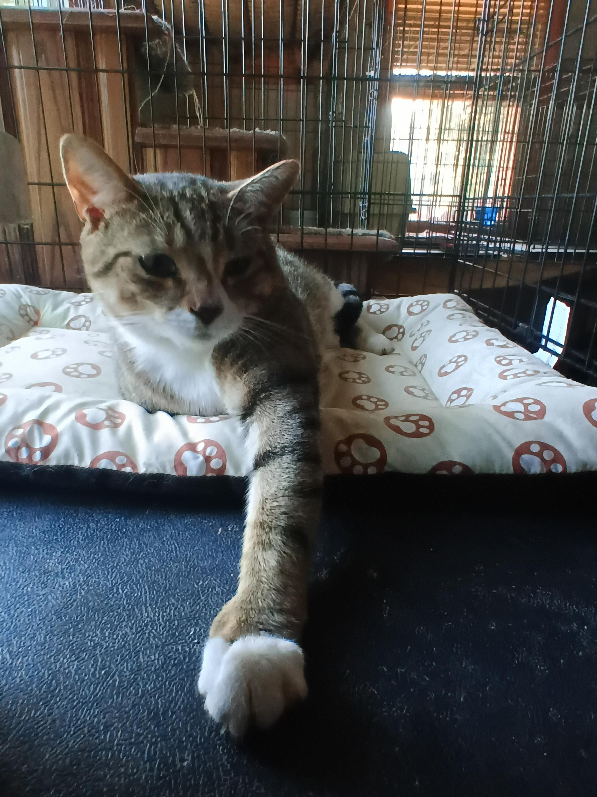 Oreo, ADOPTABLE, Adult Male Domestic Short Hair.