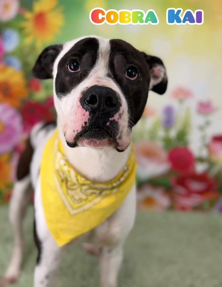 Cobra Kai, ADOPTABLE, Adult Male Mixed Breed.