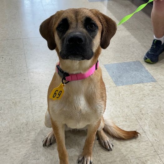 Dog for adoption Maci, a Labrador Retriever & Saint Bernard Mix in
