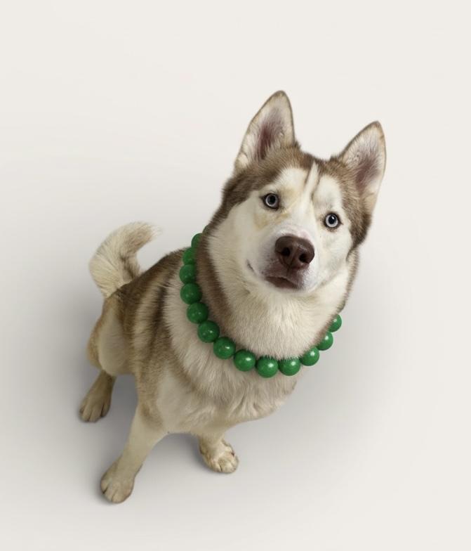 Max, adopted, Adult Male Husky.