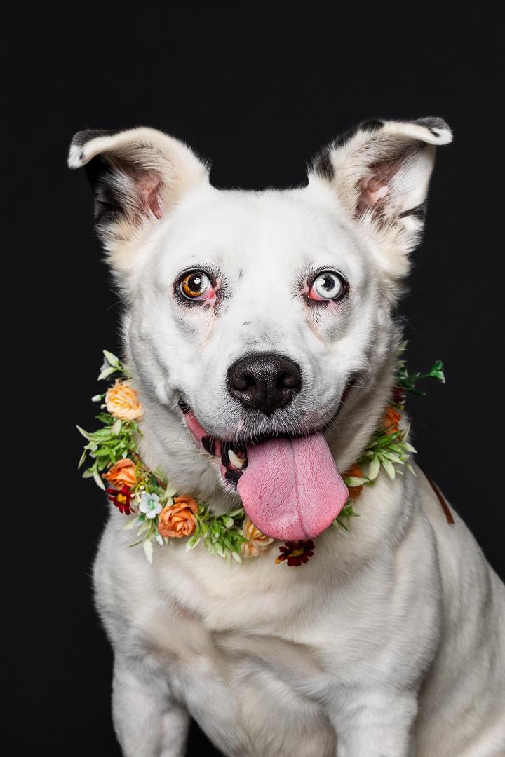 Honey, an adoptable Mixed Breed in Bowdoin, ME image 4/5