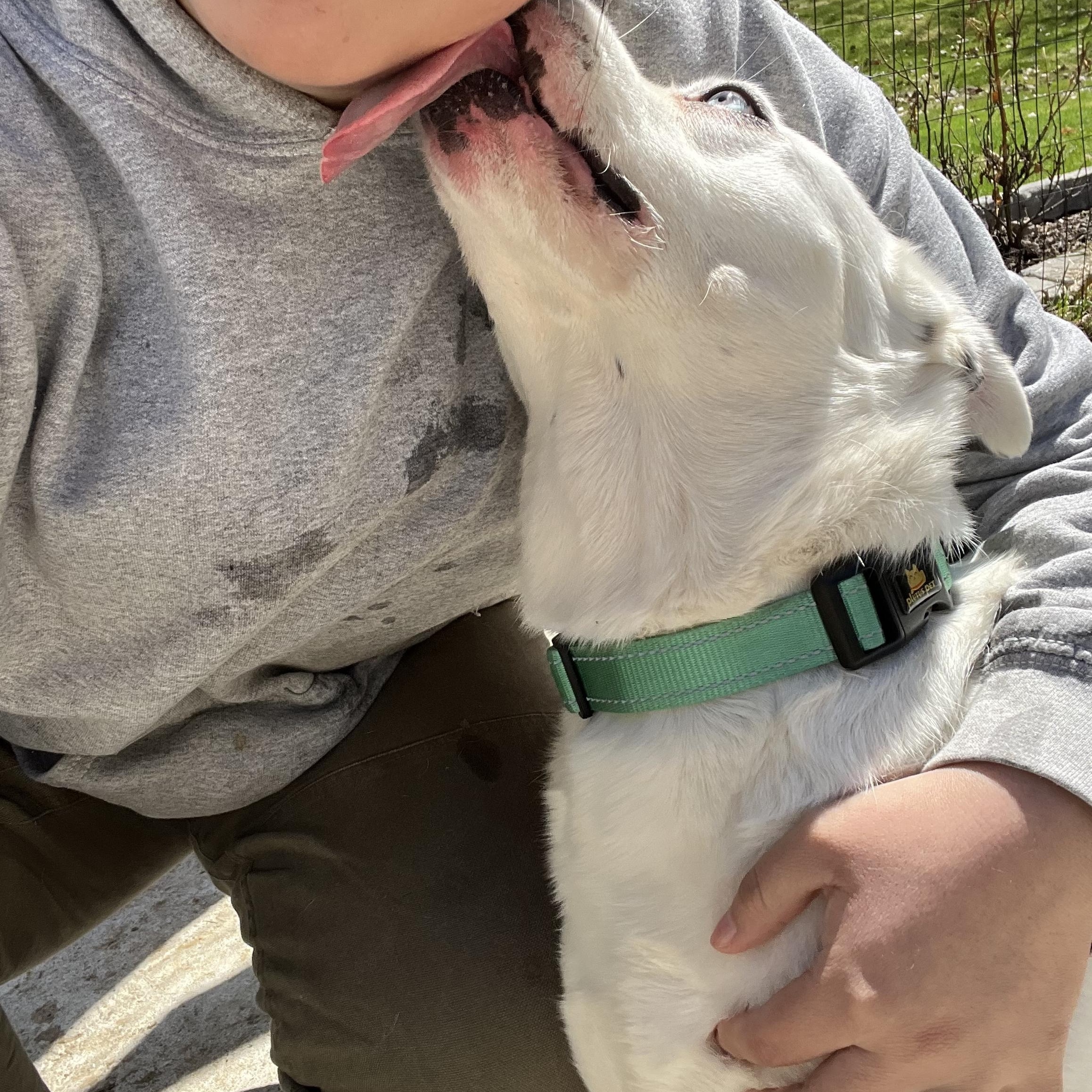 Enlarge Honey, a ADOPTABLE Mixed Breed in Bowdoin, ME image 6/6