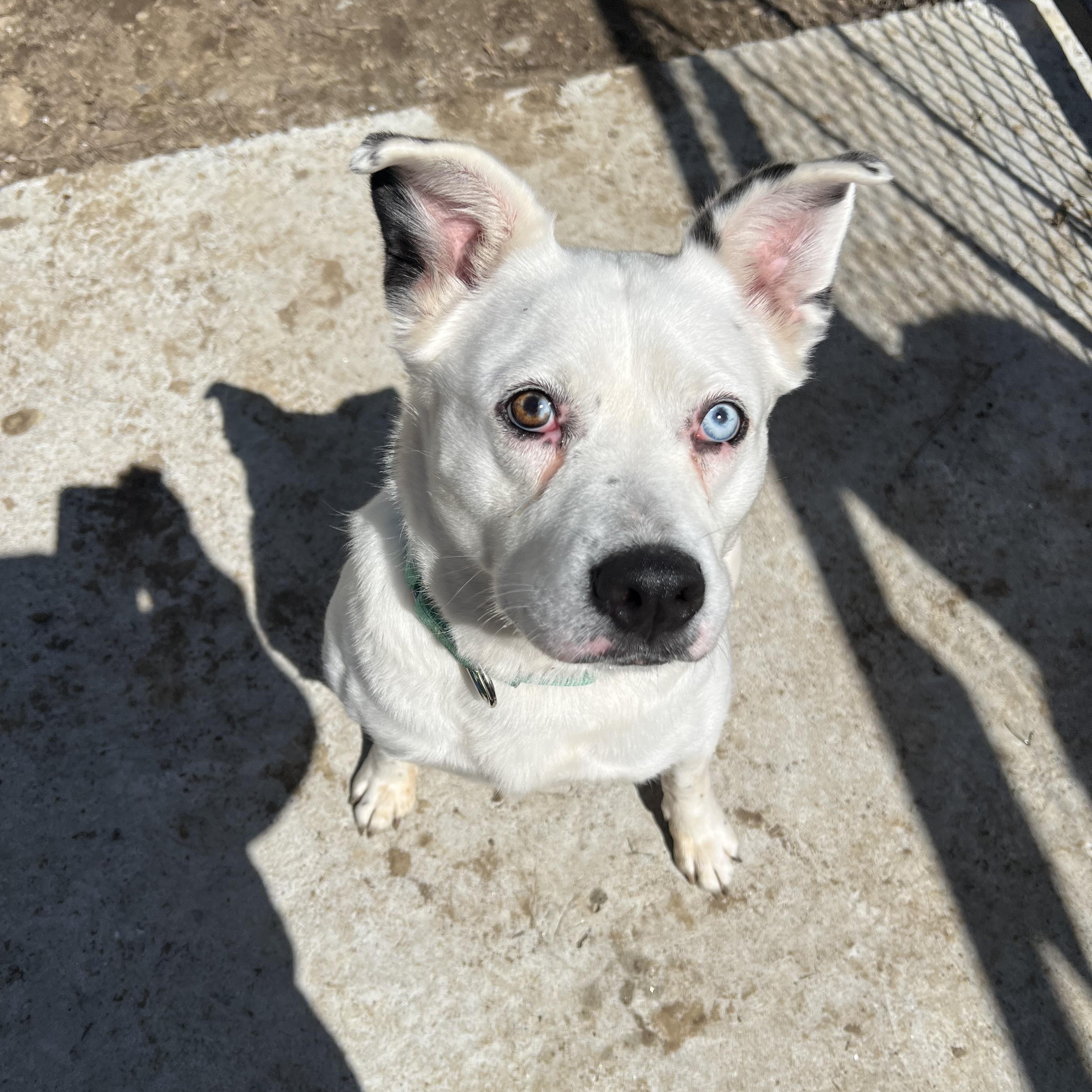 Enlarge Honey, a ADOPTABLE Mixed Breed in Bowdoin, ME image 5/6