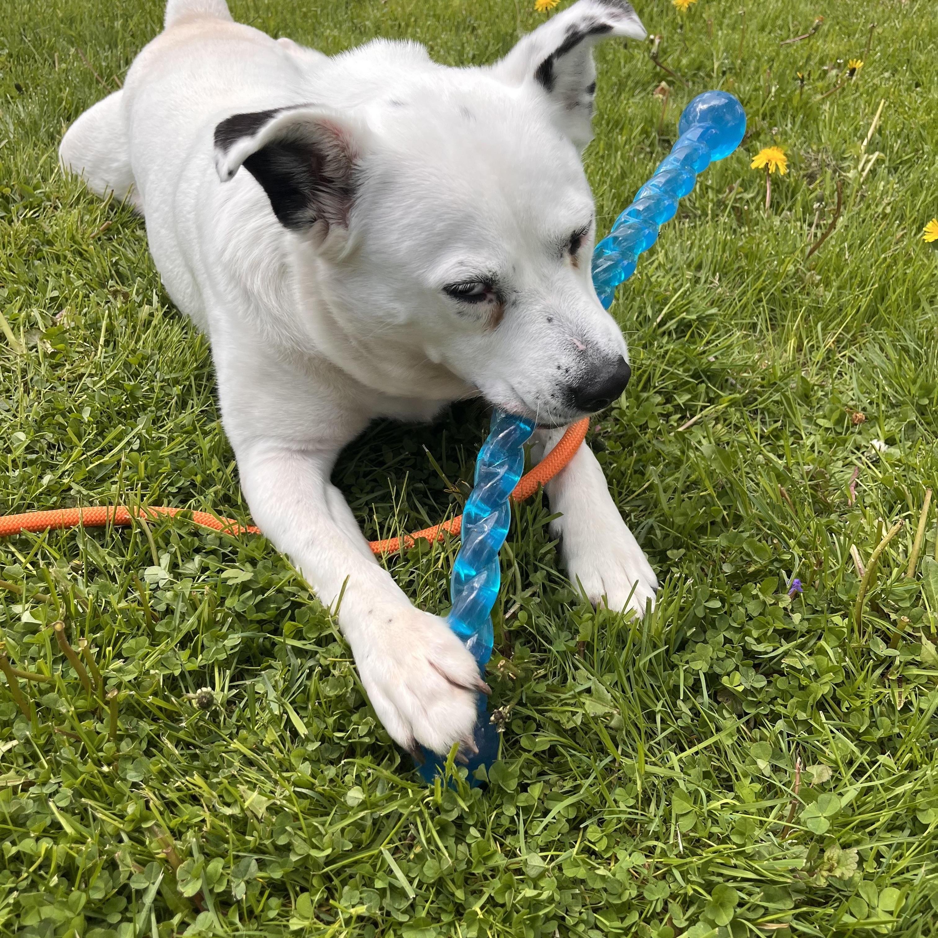 Honey/Sadie, an adoptable Mixed Breed in Bowdoin, ME image 4/6