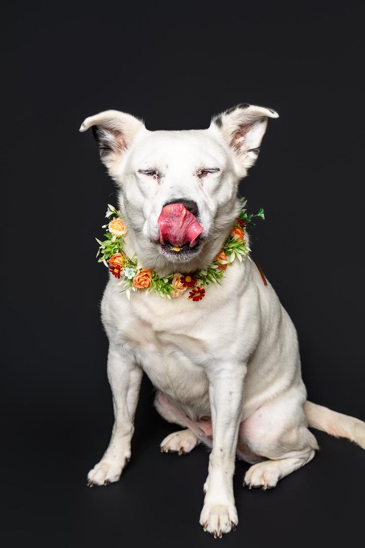 Honey, adoptable, Adult Female Mixed Breed.