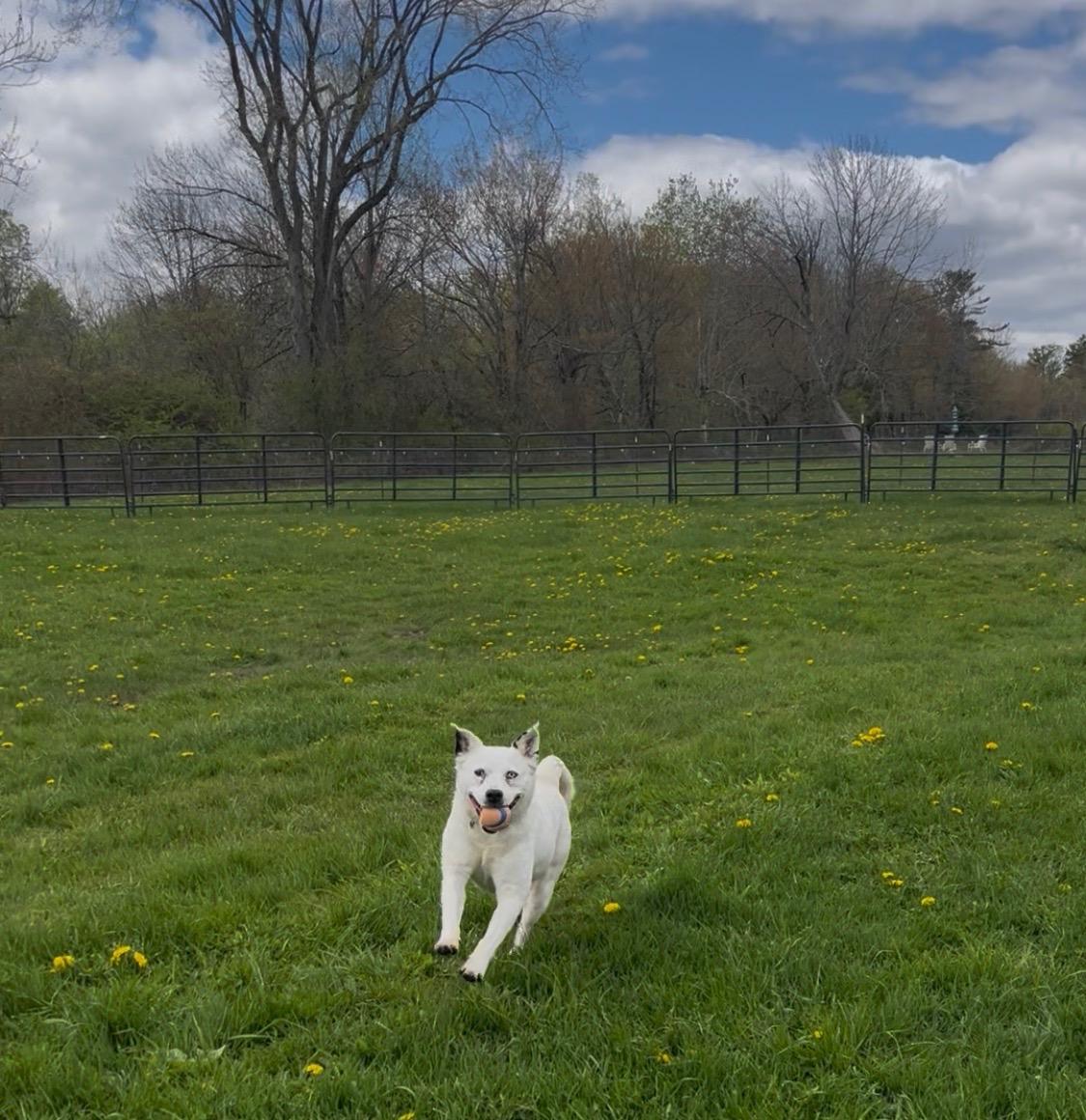 Honey/Sadie, an adoptable Mixed Breed in Bowdoin, ME image 1/6