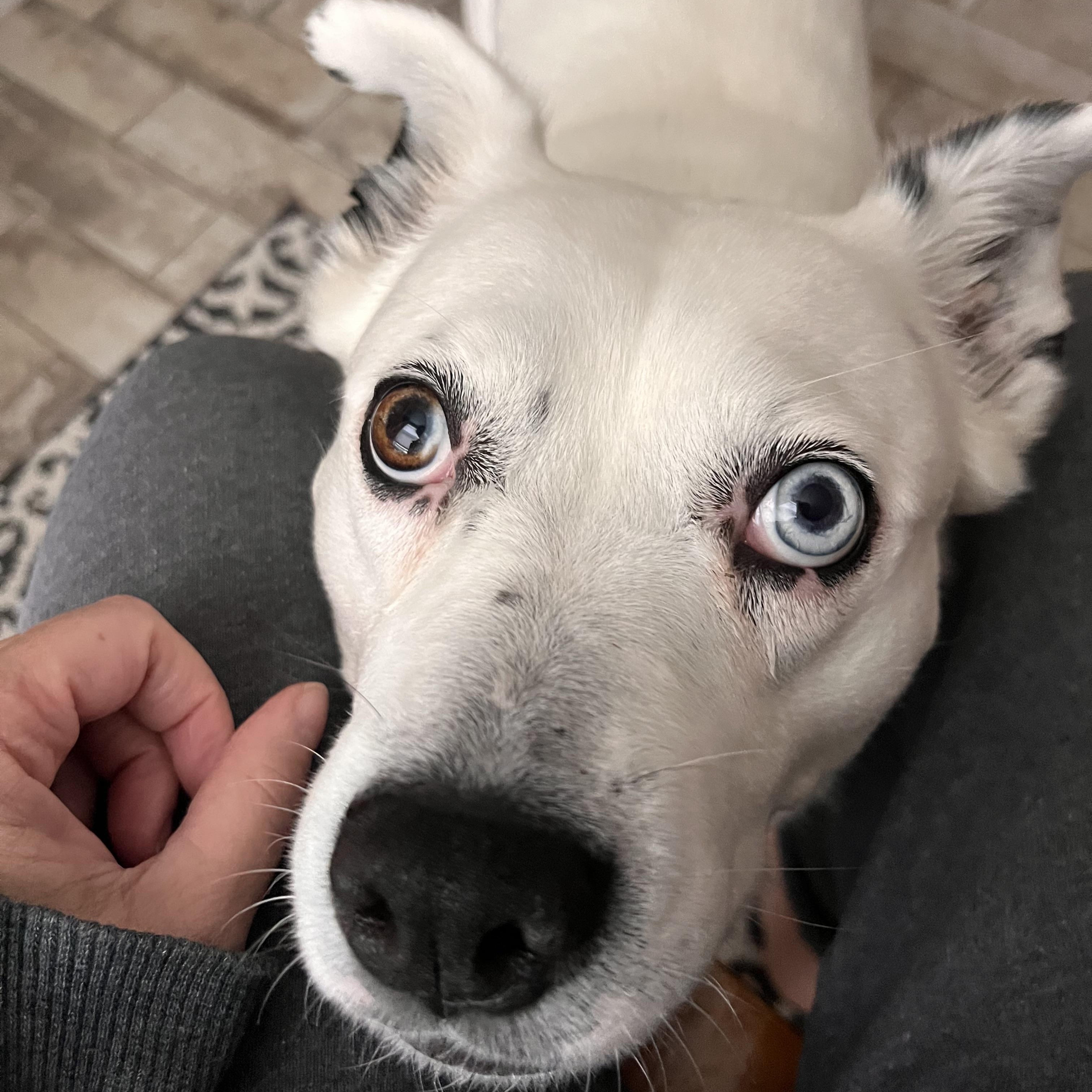 Honey/Sadie, an adoptable Mixed Breed in Bowdoin, ME image 6/6