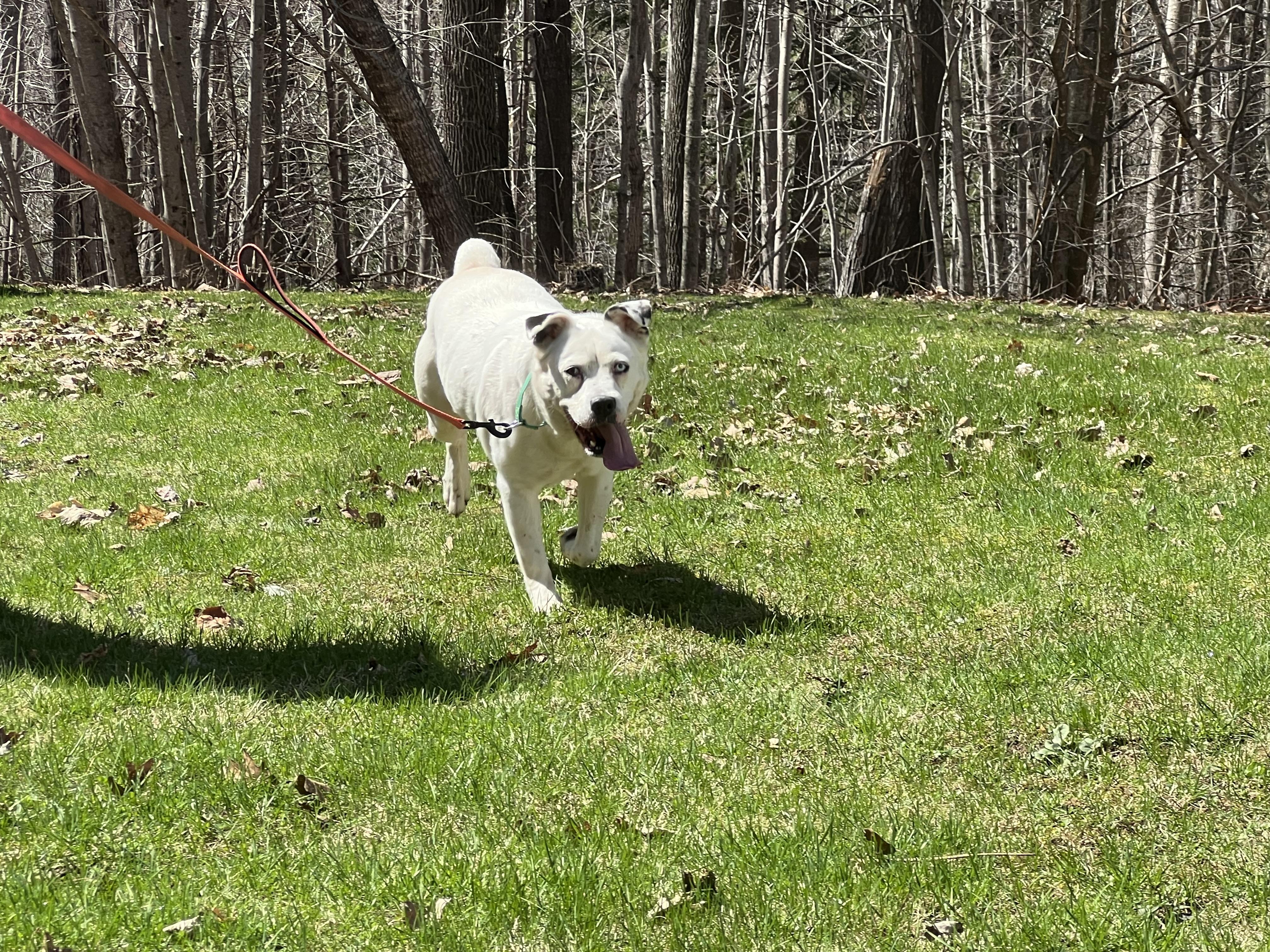 Enlarge Honey, a ADOPTABLE Mixed Breed in Bowdoin, ME image 4/6