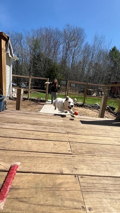 Enlarge Honey, a ADOPTABLE Mixed Breed in Bowdoin, ME video 3/6