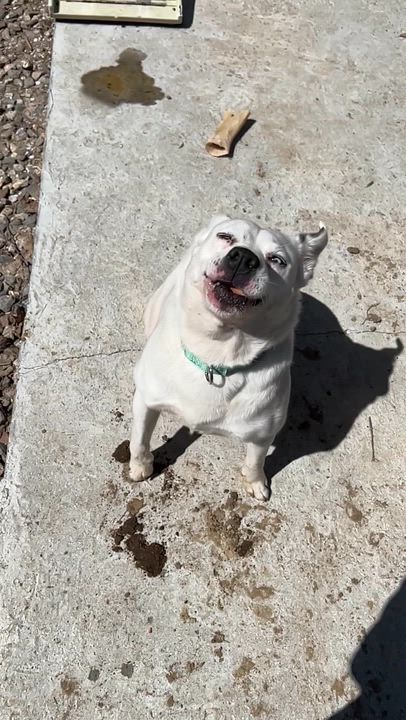 Enlarge Honey, a ADOPTABLE Mixed Breed in Bowdoin, ME video 2/6