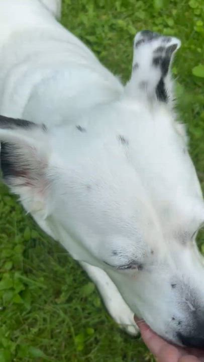 Enlarge Honey/Sadie, an adoptable Mixed Breed in Bowdoin, ME video 5/6