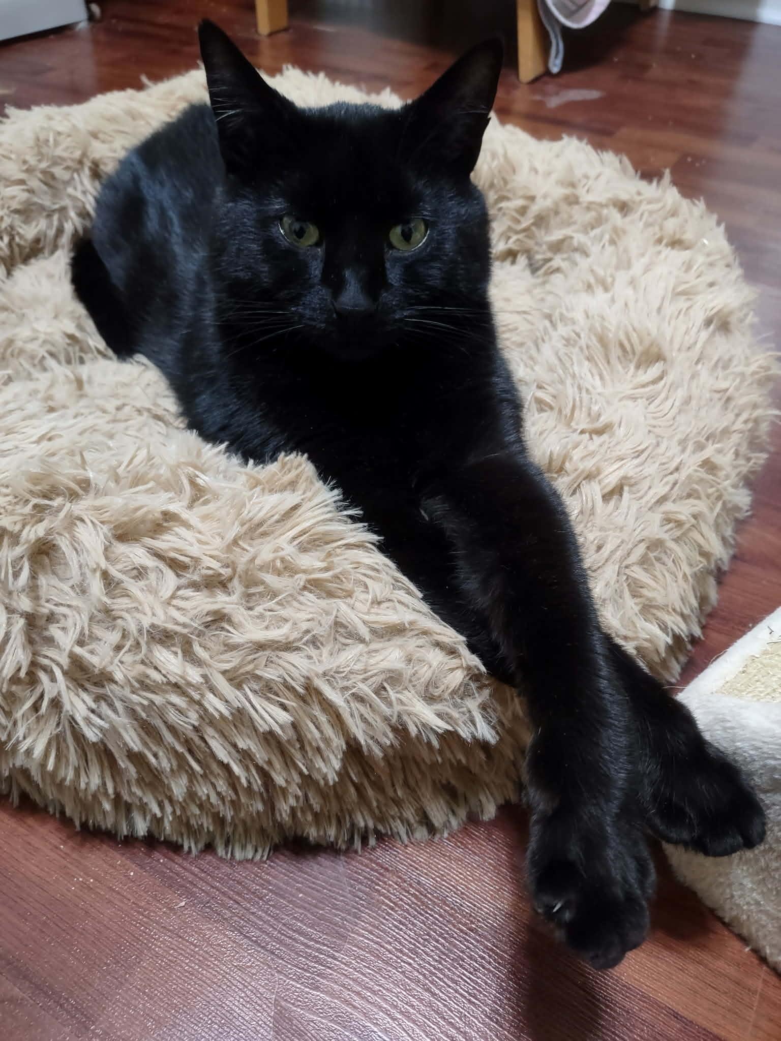 Blue, Adoptable, Young Male Domestic Short Hair.