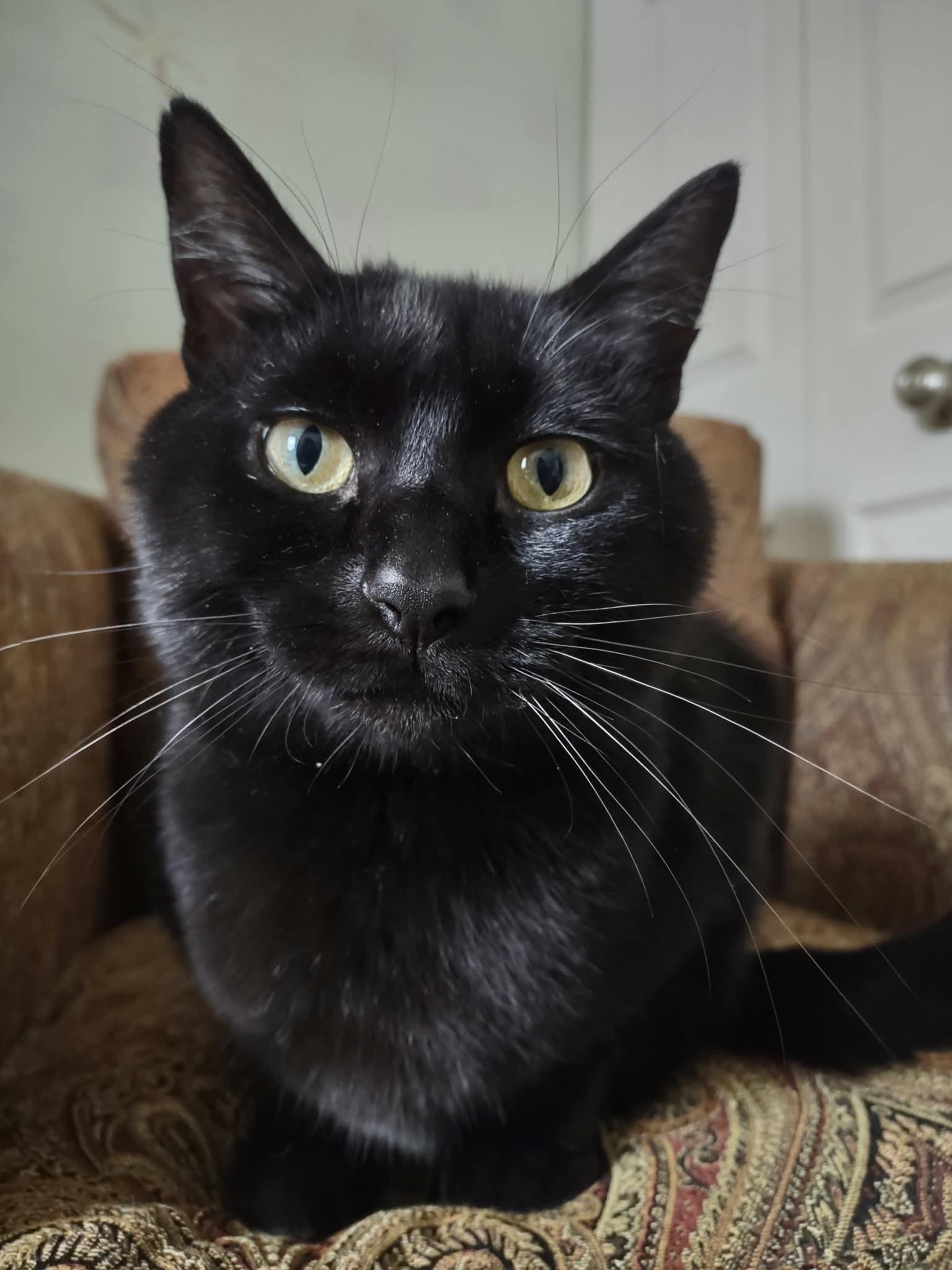 Enlarge Blue, a Adoptable Domestic Short Hair in Rochester Hills, MI image 2/2