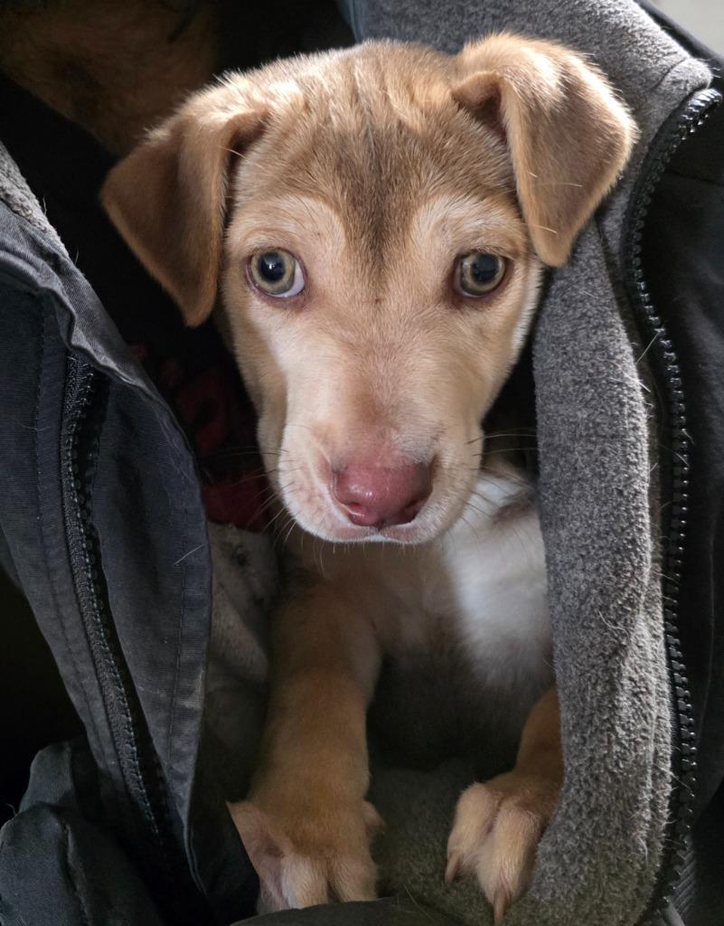 Enlarge Waldo, a Adoptable mixed breed in Fort Stockton, TX image 1/1