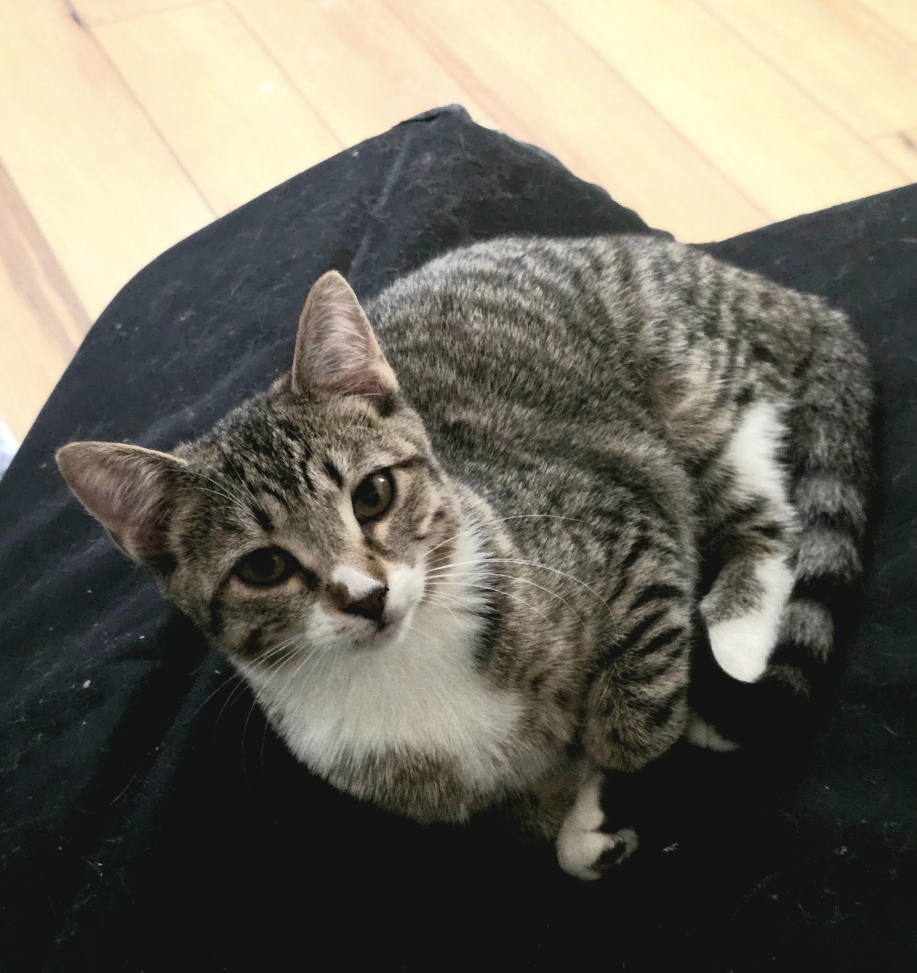 Fern, Adoptable, Kitten Female Domestic Short Hair.