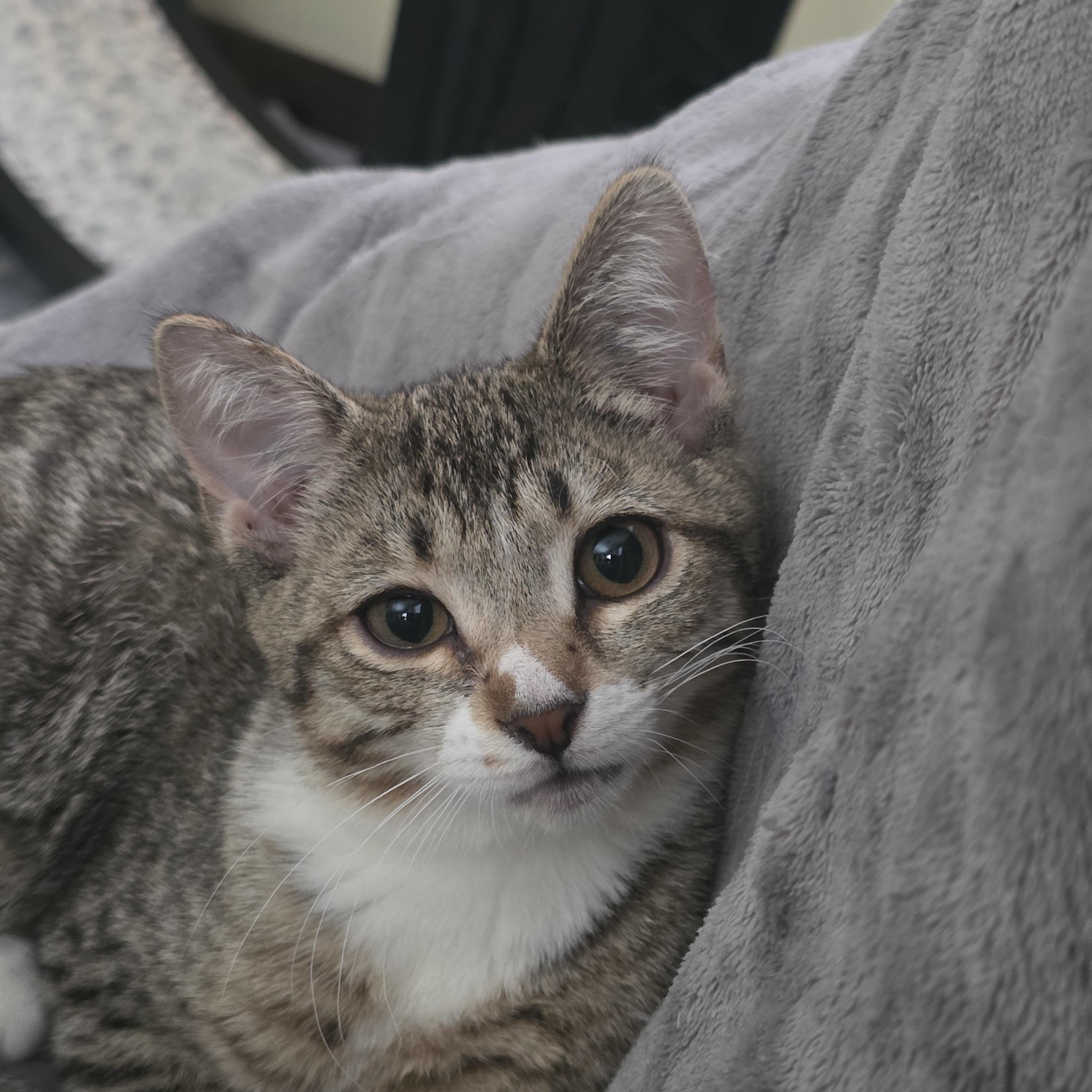 Fern, Adoptable, Kitten Female Domestic Short Hair.