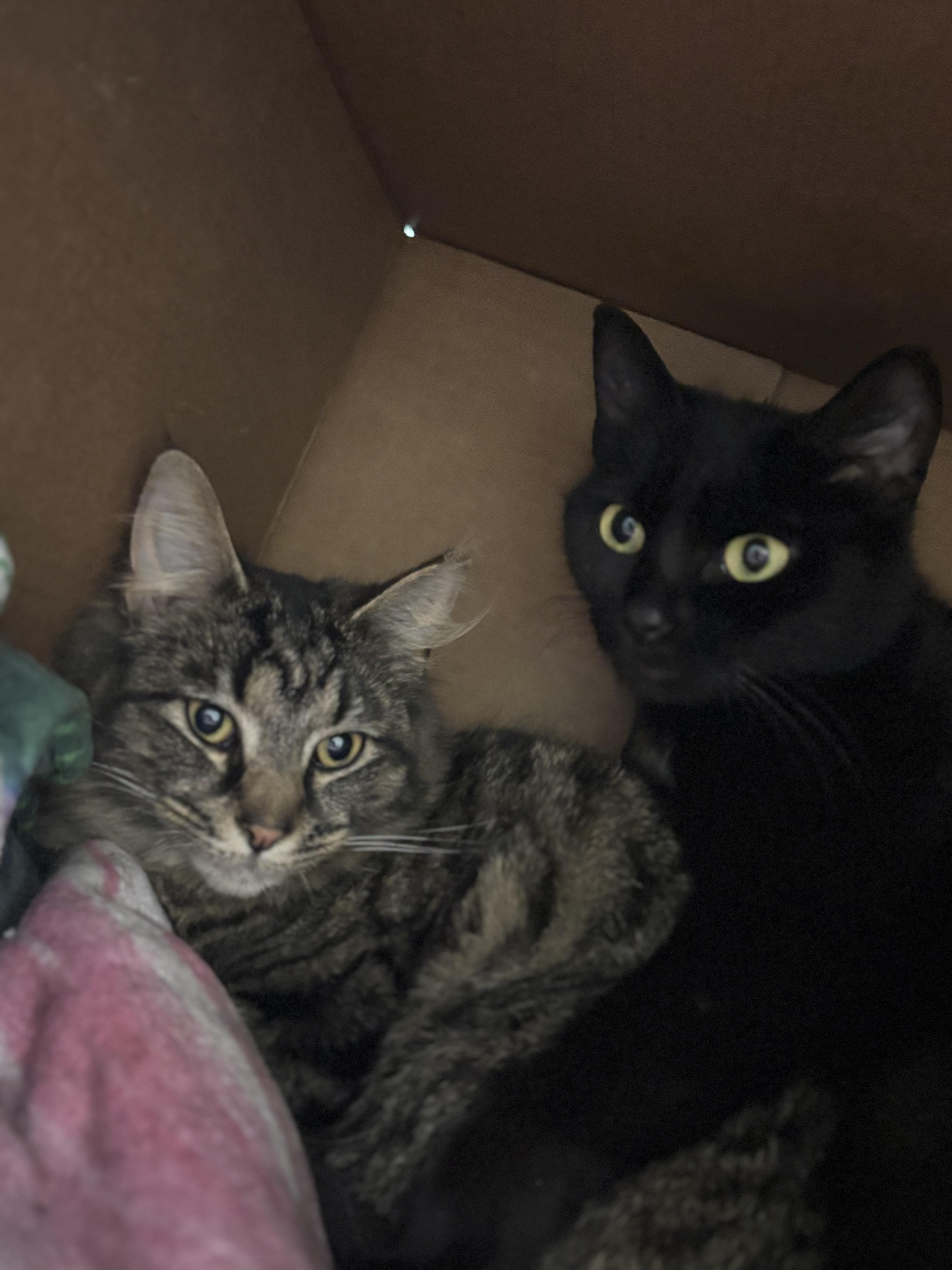 Phoenix, a Adoptable Domestic Short Hair in Pittsburgh, PA image 3/4
