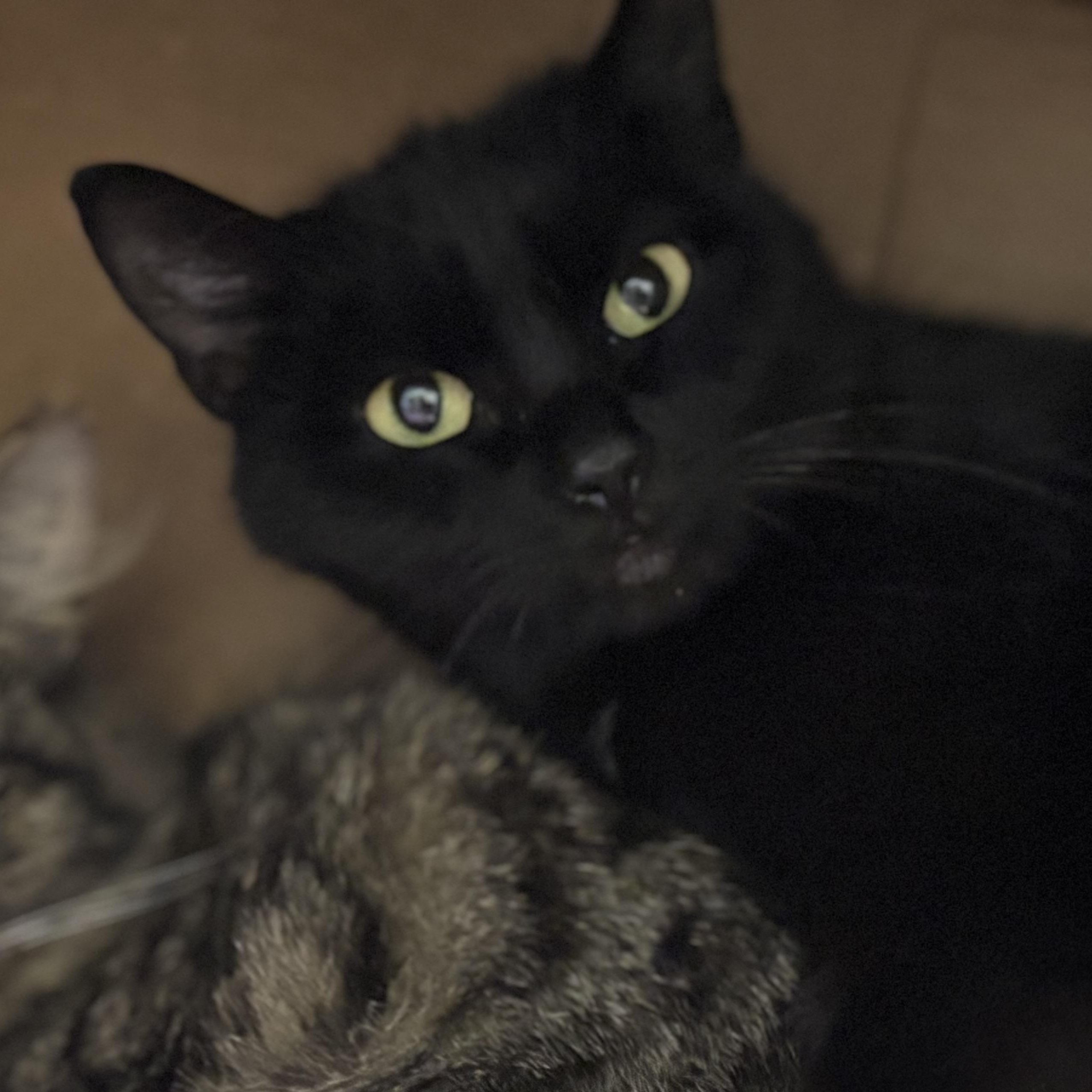 Phoenix, a Adoptable Domestic Short Hair in Pittsburgh, PA image 2/4