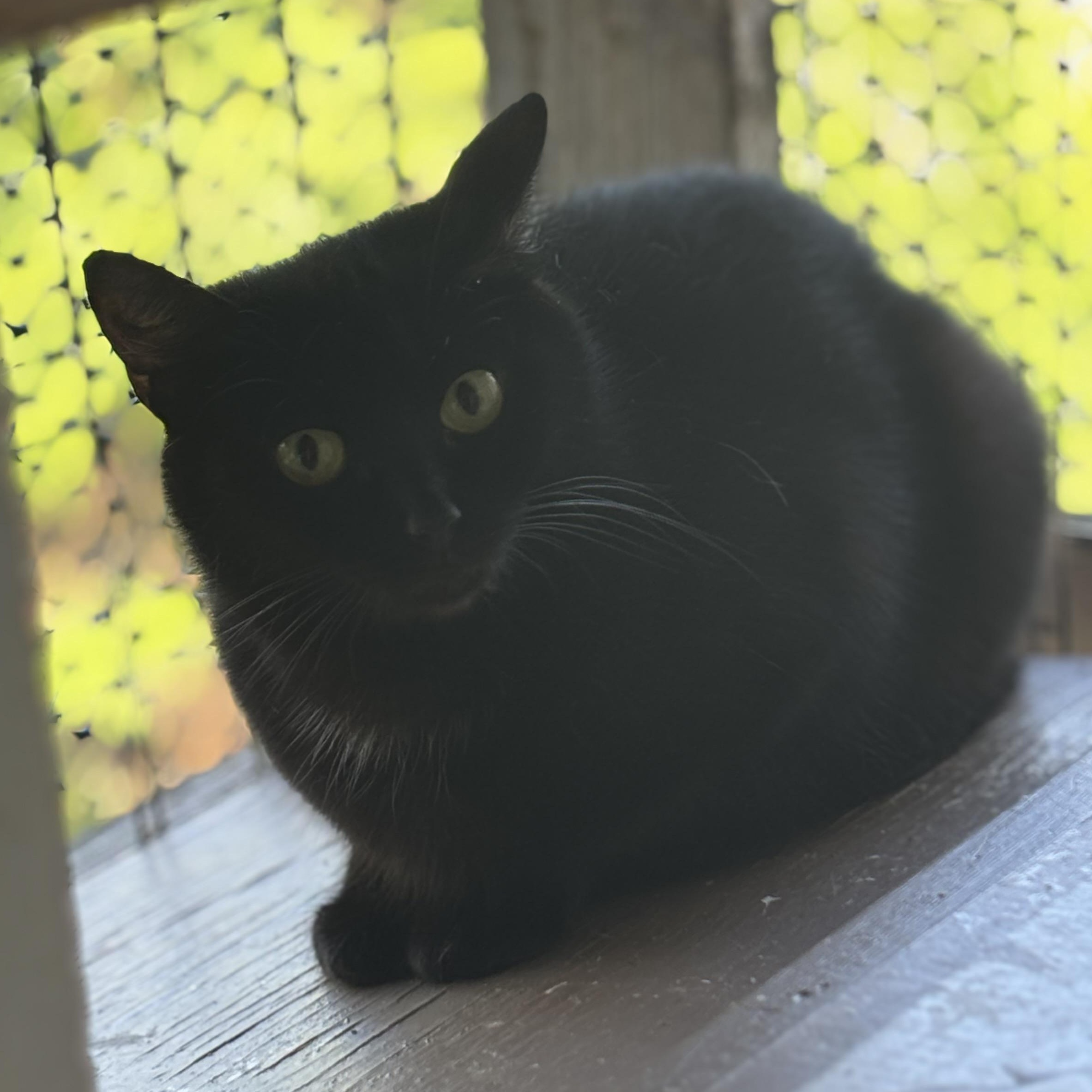 Phoenix, Adoptable, Young Female Domestic Short Hair.