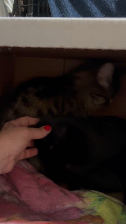 Enlarge Phoenix, a Adoptable Domestic Short Hair in Pittsburgh, PA video 4/4