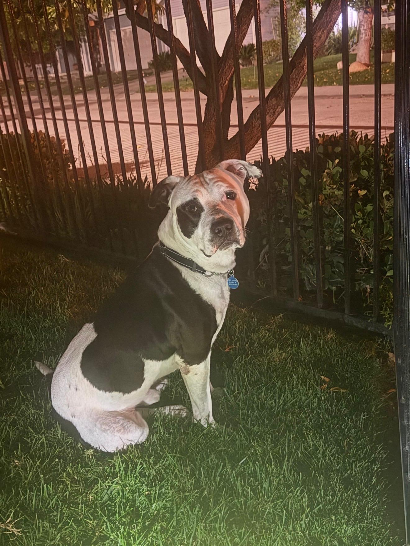 Enlarge Bucket, a Adoptable Pit Bull Terrier in Reno, NV image 5/5